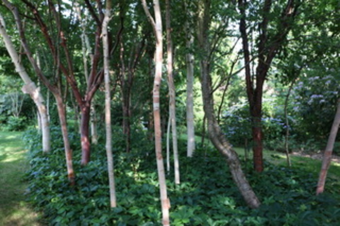 Le patrimoine Vivant végétal : Visite libre du Parc Botanique « Reflets de Jardin », Reflets de Jardin, Penin