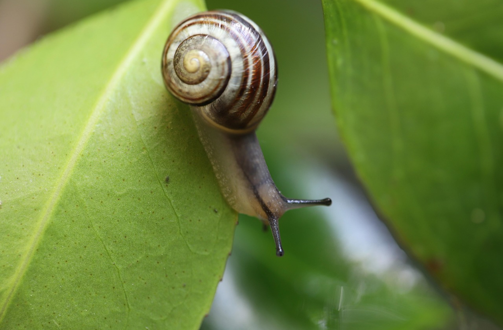 Les 24h de la biodiversité L’Eden Eymet