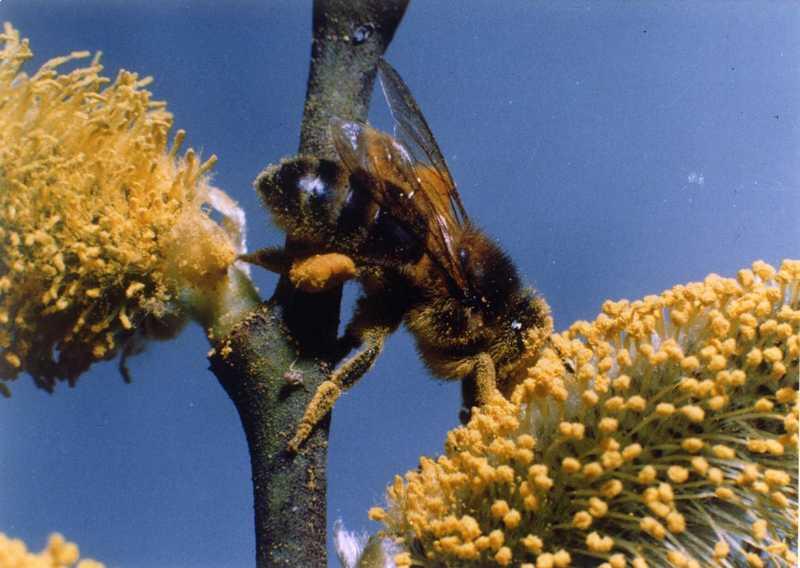 Les Abeilles du Périgord  Auriac-du-Périgord