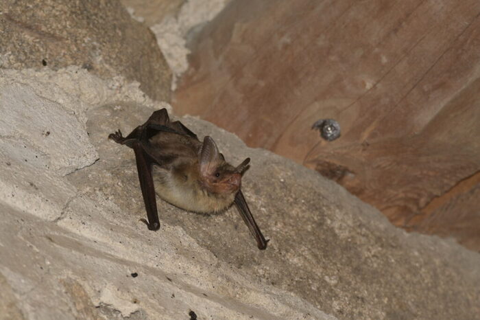 Les chauves-souris