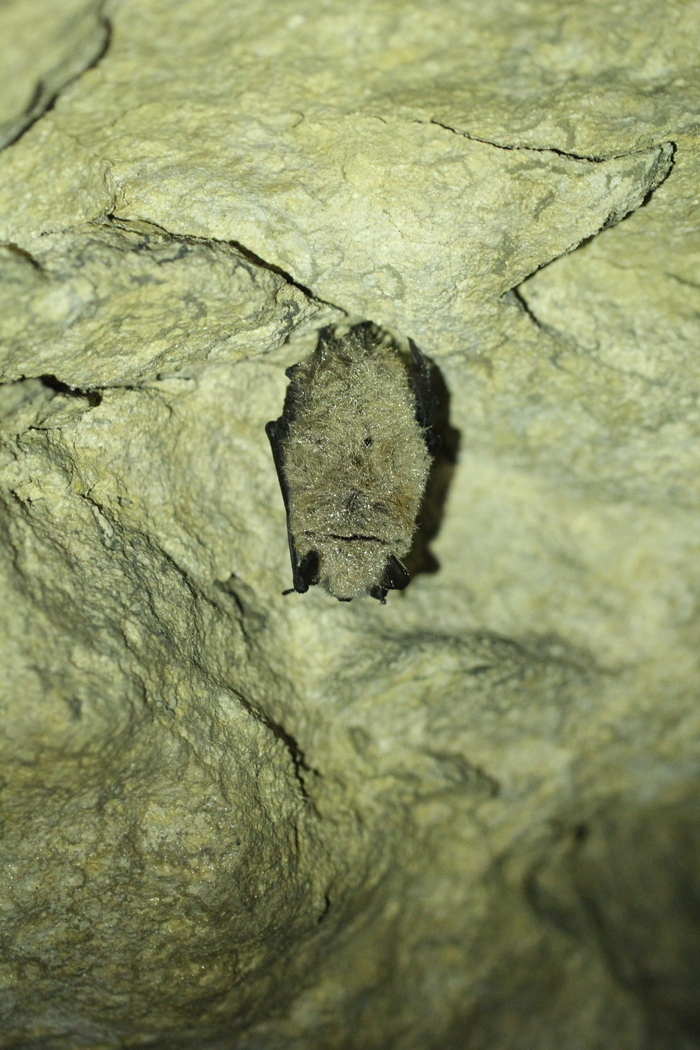 Les chauves-souris en hibernation, wagon exposition de la Coulée Verte de Colombes, Colombes