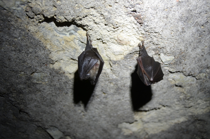 Les chauves-souris & la faune nocturne à Saint Brisson Maison du Parc