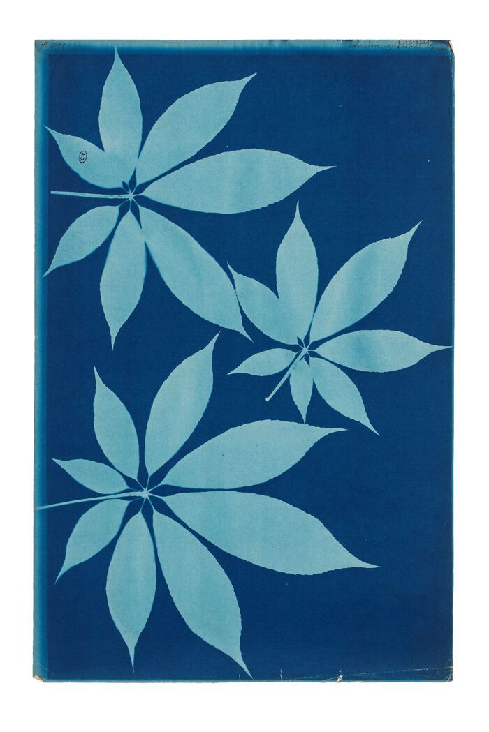 Les cyanotypes botaniques du Musée des Arts Déco de Paris Cité administrative de Melun Melun