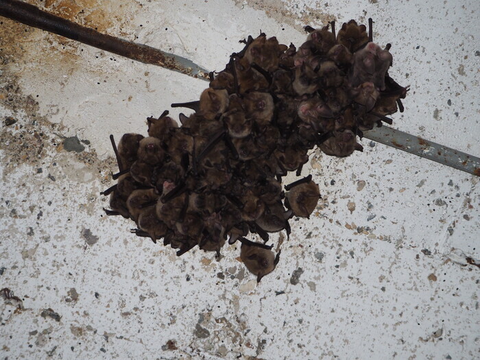Les gardiennes de la nuit, Dernacueillette, Dernacueillette