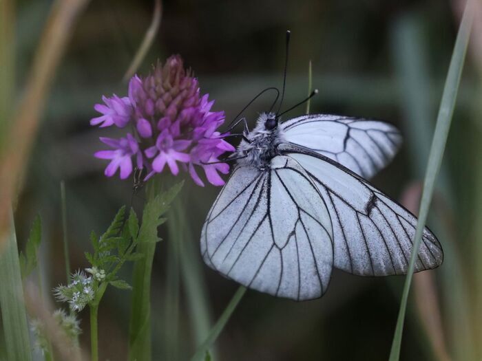 Les insectes et leurs sciences participatives, 2 Rte des Ponts, 78125 Raizeux, France, Raizeux
