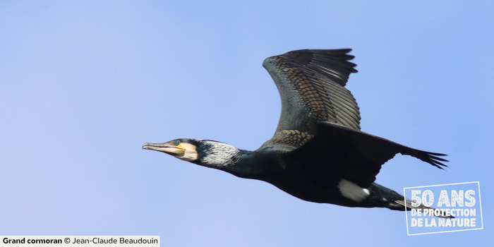 Les oiseaux de Loire Île d'Offard Saumur