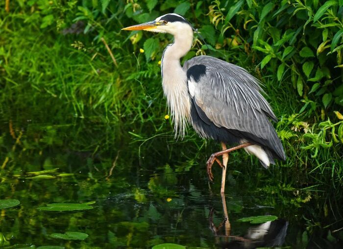 Les oiseaux du lac Daumesnil au bois de Vincennes-JEP 2026, Bois Vincennes, 75012 Vincennes, France, Vincennes