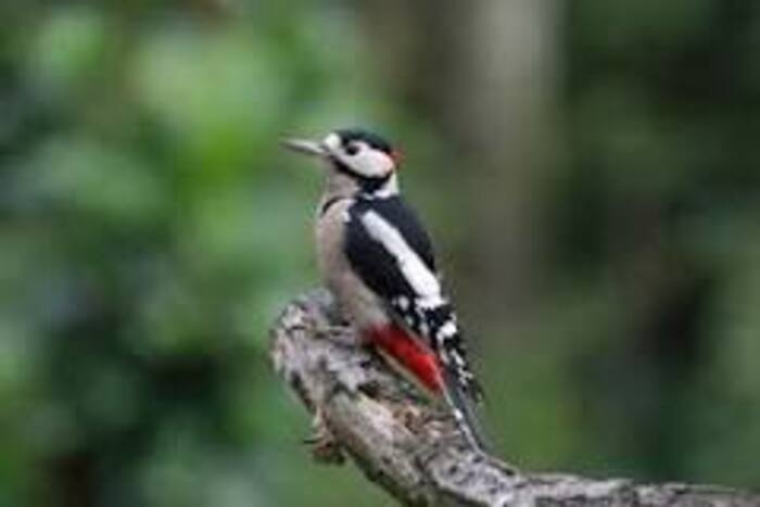 Les oiseaux du lac Daumesnil au bois de Vincennes-JEP 2026 Porte Dorée