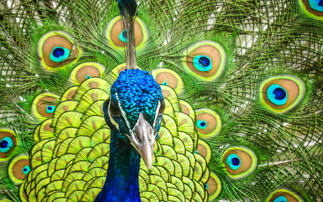 Les oiseaux du Parc Floral de Paris Maison Paris Nature Paris