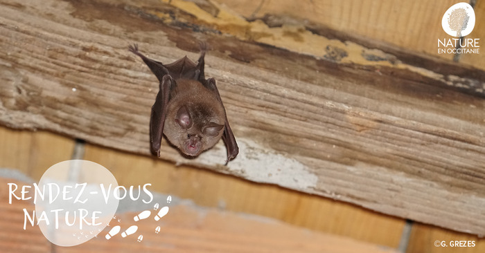 Les voix de la nuit : rencontre avec les chauves-souris Donadery Castelnaudary