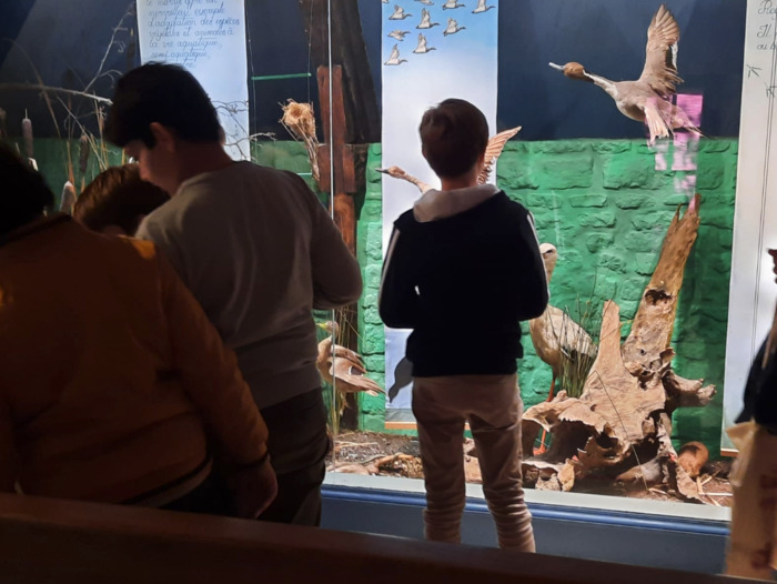 Levez les yeux ! Dans la collection d&rsquo;histoire naturelle, il y a…, Musée d&rsquo;initiation à la nature, Caen
