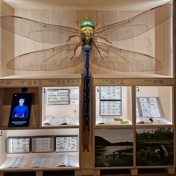 Libellules et autres insectes, Château de La Gobinière, Orvault