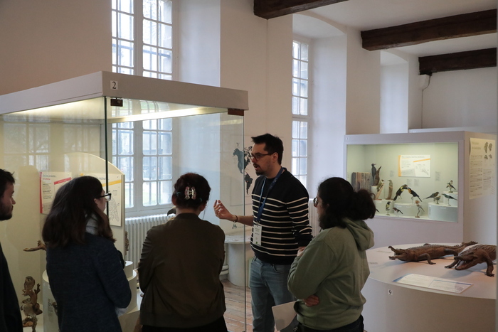 Médiations flash: Les espèces en danger du muséum Musée Saint-Loup (Beaux-Arts et archéologie