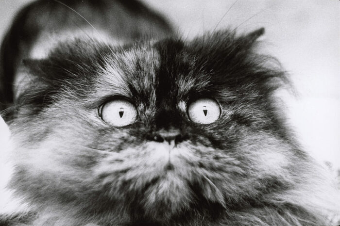 Modèle Animal. 200 ans de photographie, Photo Elysée, Lausanne