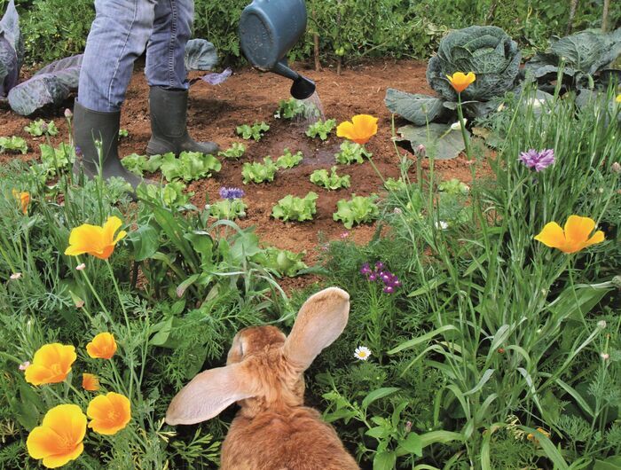 Mon jardin aux beaux jours – Photographies de Nicolette Humbert, Médiathèque Jean Falala, Reims