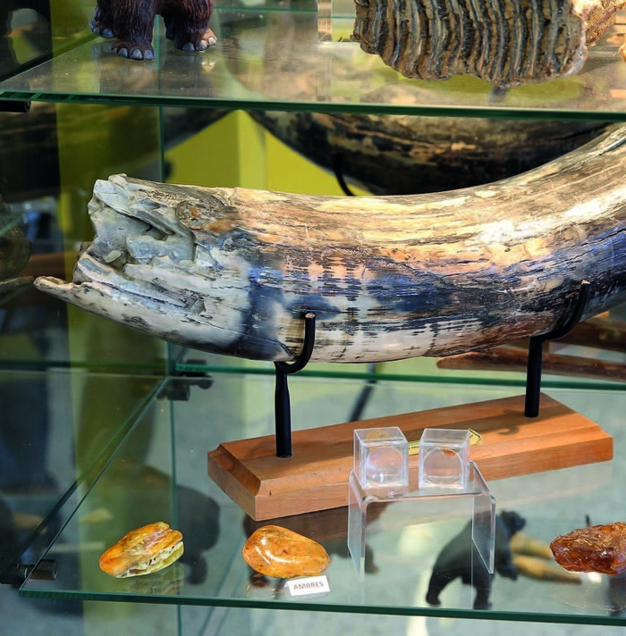 Musée des Origines de la Terre à la Préhistoire École Thellier Desjardins Saint-Quentin
