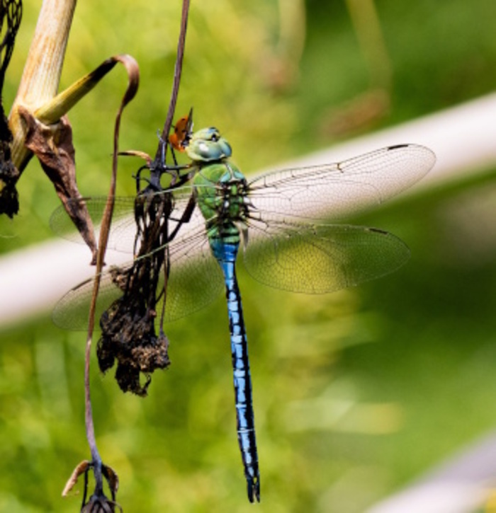 Nature en équilibre, Parc de la Citadelle, Lille