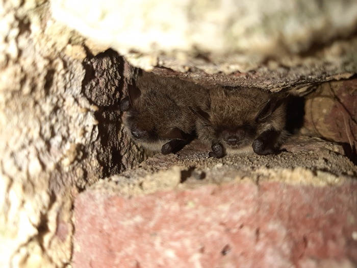 Nos petites protégées nocturnes : Les Chauves-souris, Condé- Sur- l’Escaut, Base nature et de loisirs, Condé-sur-l’Escaut