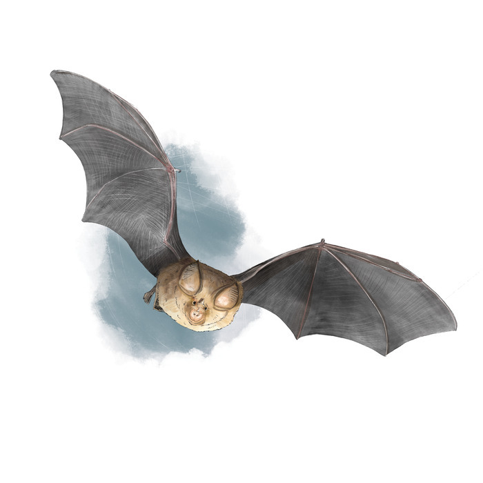 Nuit de la Chauve-Souris - A la découverte des petits mammifères volants ... Mairie de Tannay-Le-Mont-Dieu Tannay-le-Mont-Dieu