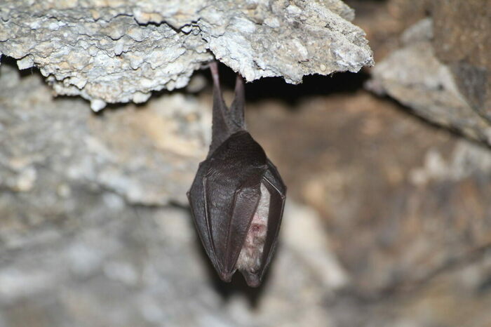 Nuit de la Chauve-souris au Refuge LPO, Refuge LPO Les Coulines, Saint-Lyphard