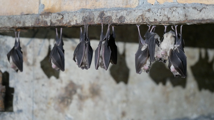 Nuit de la Chauve-Souris au viaduc de Rocherolles Folles Folles