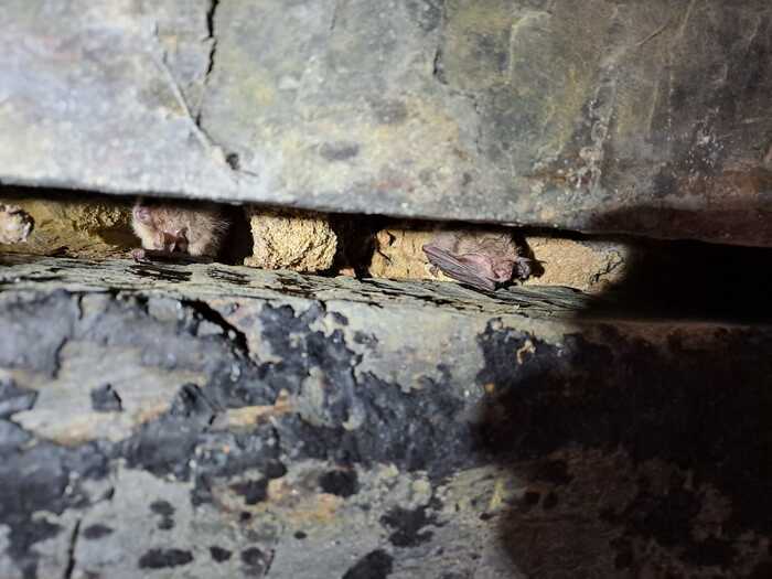 Nuit de la Chauve-souris aux Renaudières, Carquefou – Les Renaudières, Carquefou