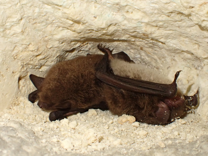 Nuit de la Chauve-Souris dans la vallée du Thaurion Châtelus-le-Marcheix Châtelus-le-Marcheix