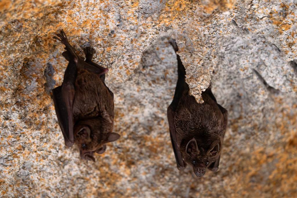 Nuit de la Chauve-souris Plateau de Nichet Fromelennes