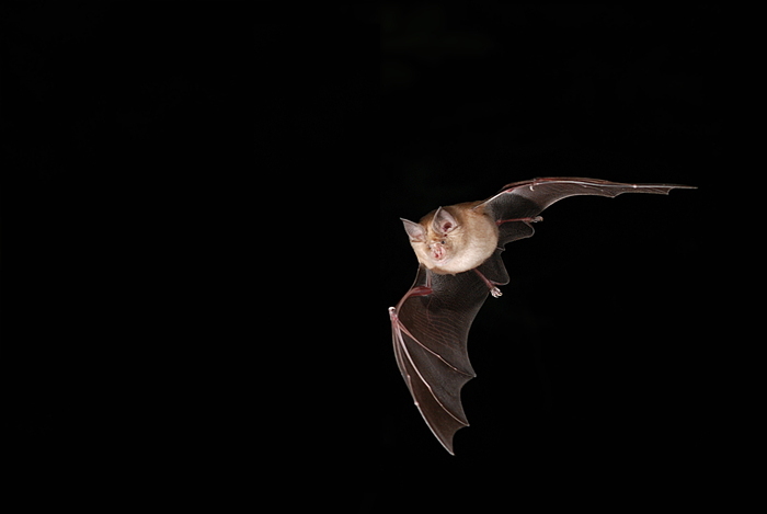 Nuit de la chauve-souris, Le Trait d&rsquo;Union, Saint-Julien, Saint-Julien