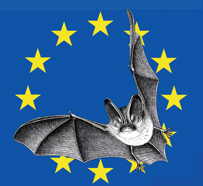 Nuit de la Chauve-Souris, Maison des Faluns, Le Quiou