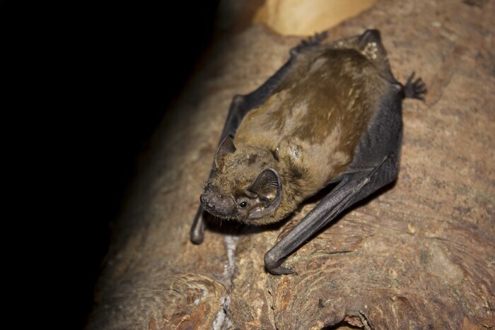 Nuit de la chauve-souris, Médiathèque des coteaux, Coteaux-sur-Loire