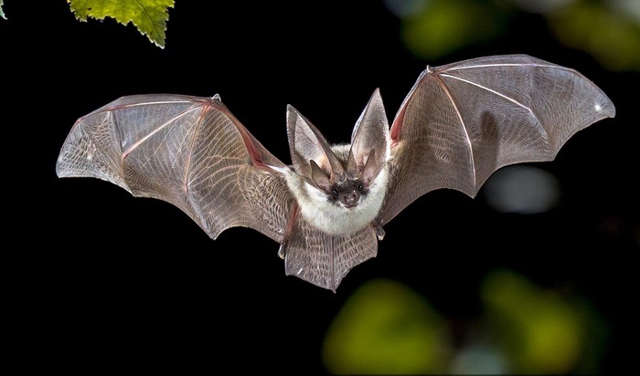 Nuit de la chauve-souris, Parc d’Isle, Saint-Quentin