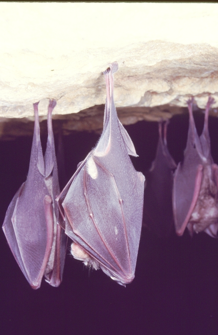 Nuit de la Chauve-Souris Parking de la tuilerie ENS de l'herretang et de la tuilerie Saint-Joseph-de-Rivière