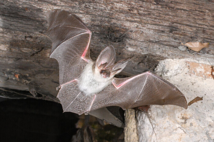 Nuit de la chauve-souris, Salle communale de Trôo, Troo