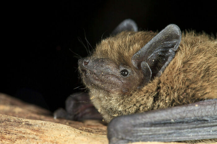 Nuit de la chauve-souris – Sucé-sur-Erdre, Sucé-sur-Erdre, Sucé-sur-Erdre