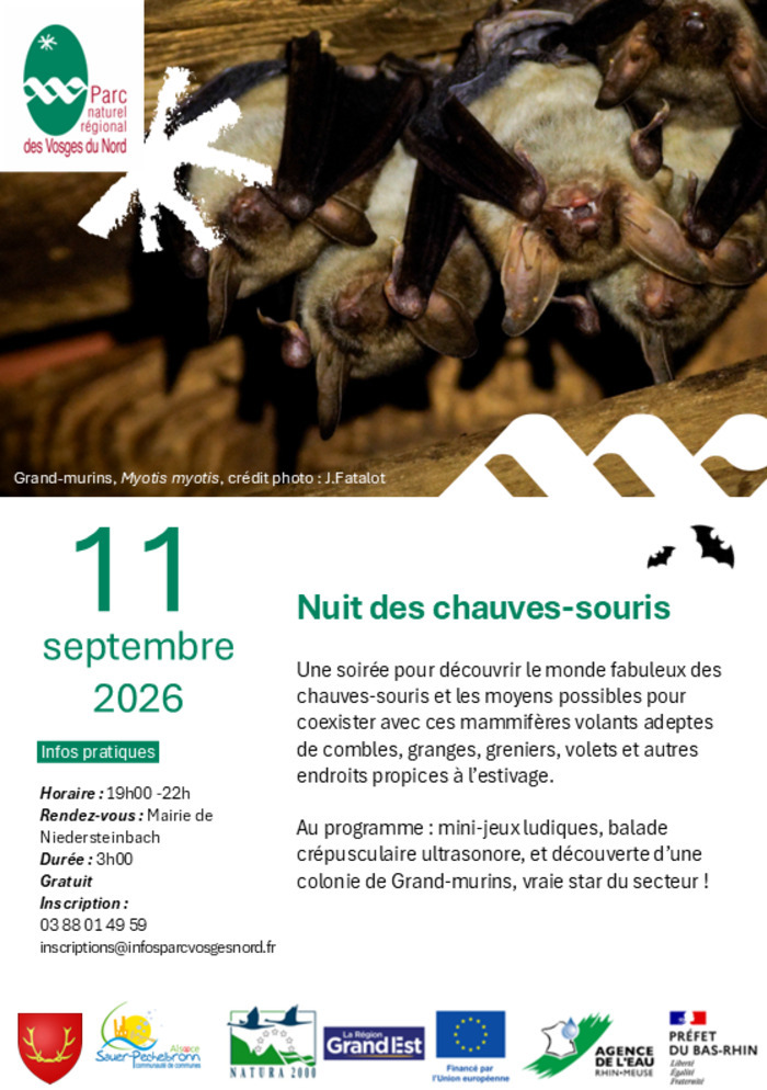 Nuit des chauves-souris, Niedersteinbach, Séné