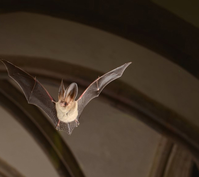 Nuit internationale de la chauve-souris, Abbaye de Noirlac, Bruère-Allichamps