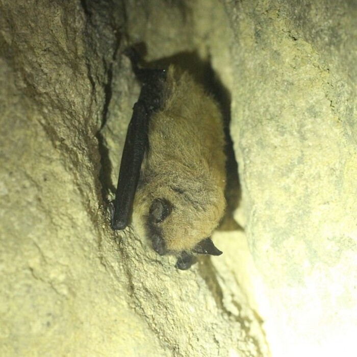 Nuit Internationale de la chauve-souris, La Coulée Verte de Colombes, Colombes