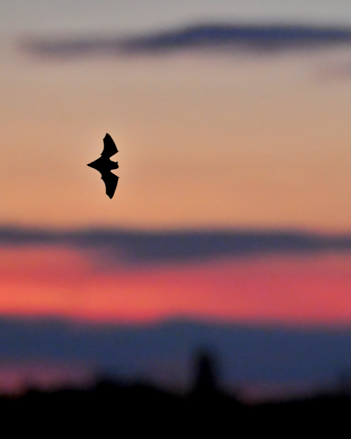 Nuit internationale de la chauve-souris, La Fosse Arthour, Saint-Georges-de-Rouelley