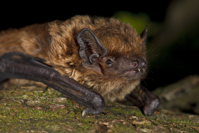 Nuit internationale de la chauve-souris, Réserve Naturelle Régionale des étangs de Belval-en-Argonne, Belval-en-Argonne