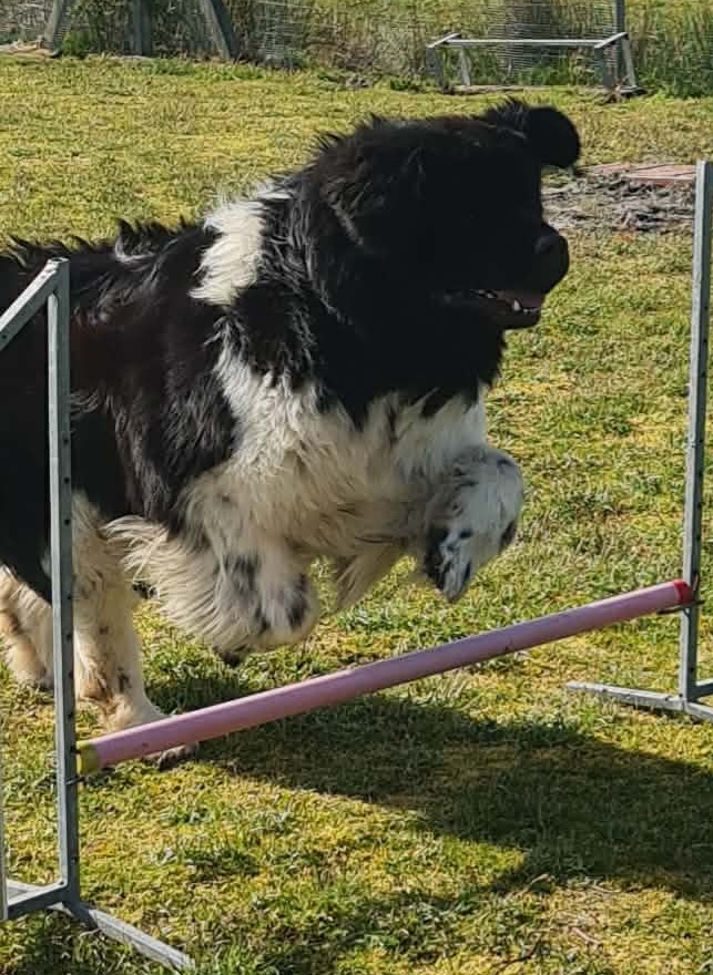 Obéissance canine + C.S.A.U. NARP Biscarrosse