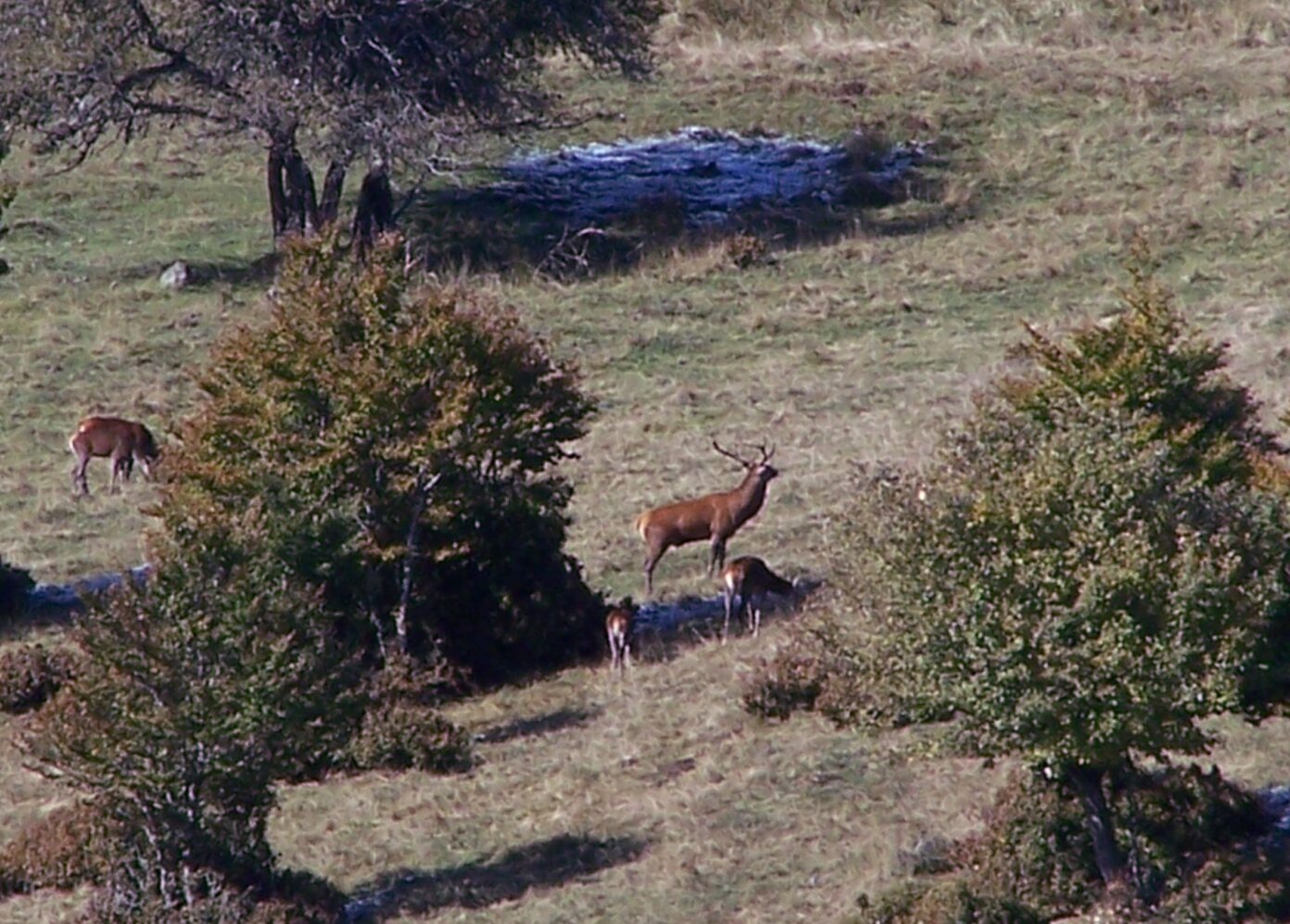 OBSERVATION ET ÉCOUTE DU BRAME DU CERF Camplong