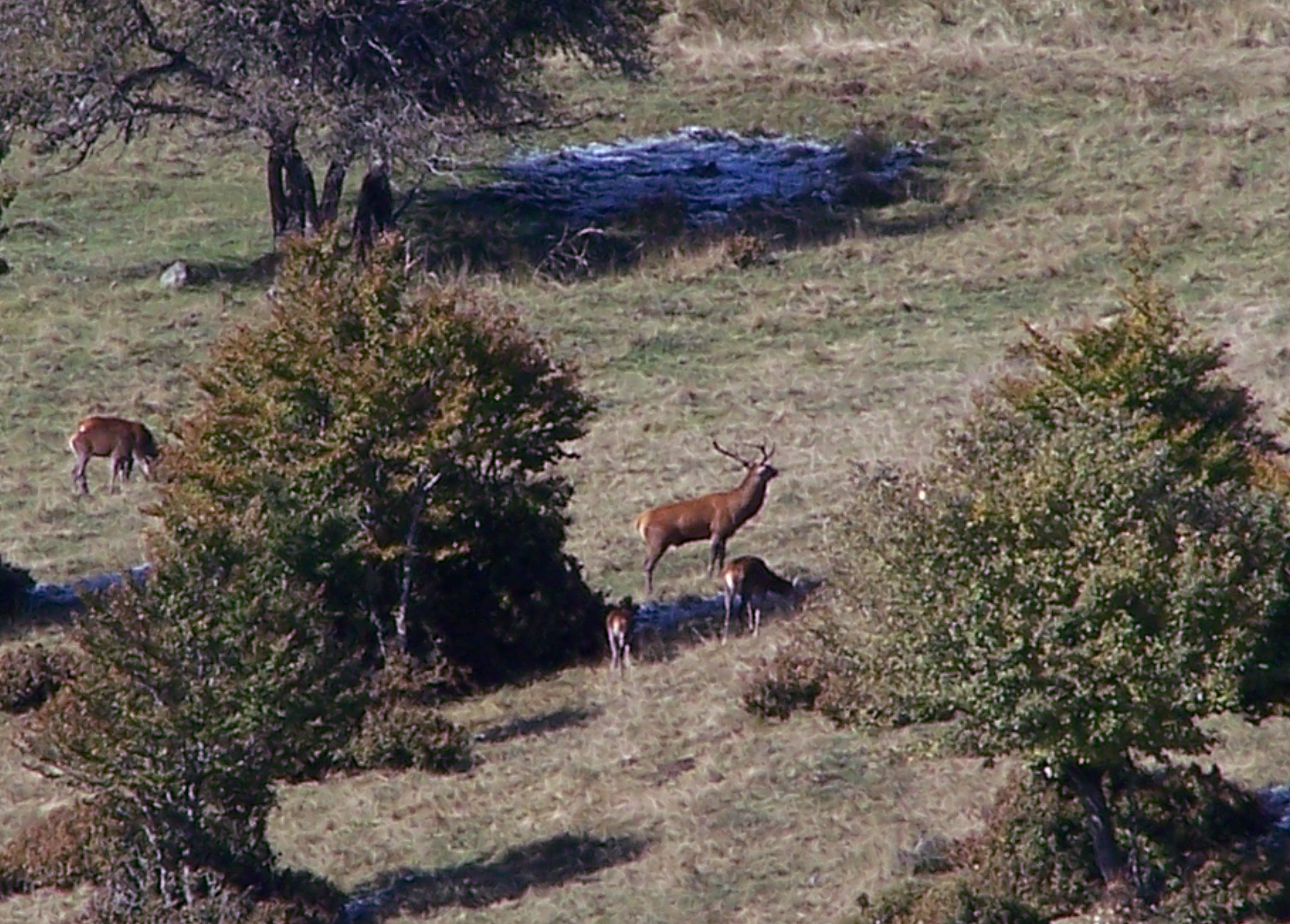 OBSERVATION ET ÉCOUTE DU BRAME DU CERF  Camplong 2026-09-29