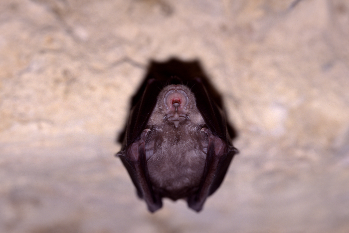 Observez les chauves-souris autour de l’étang du Crey, Espace naturel sensible des lacs et marais de Matheysine – marais du Crey, Susville