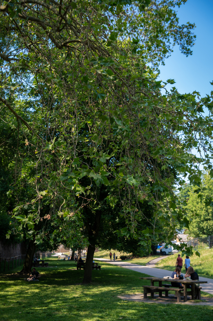 Oh les branches !, Parc de la Citadelle, Lille