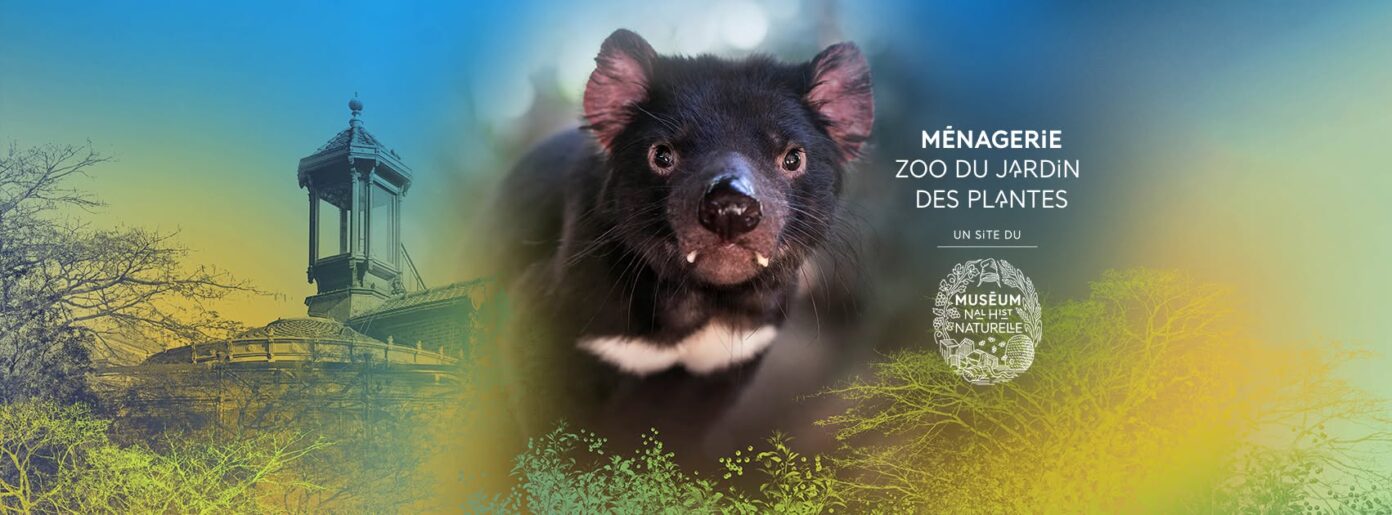 Nouvel espace extérieur des orangs-outans à la Ménagerie du Jardin des Plantes