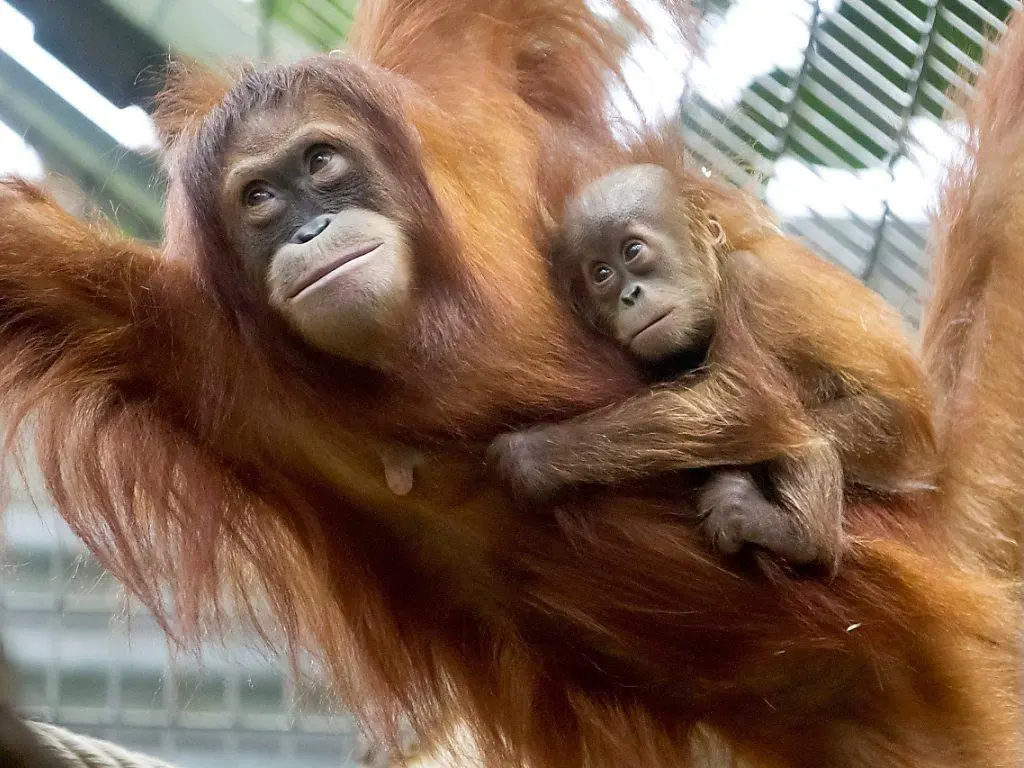 Nénette, orang-outan de Bornéo à la Ménagerie du Jardin des Plantes