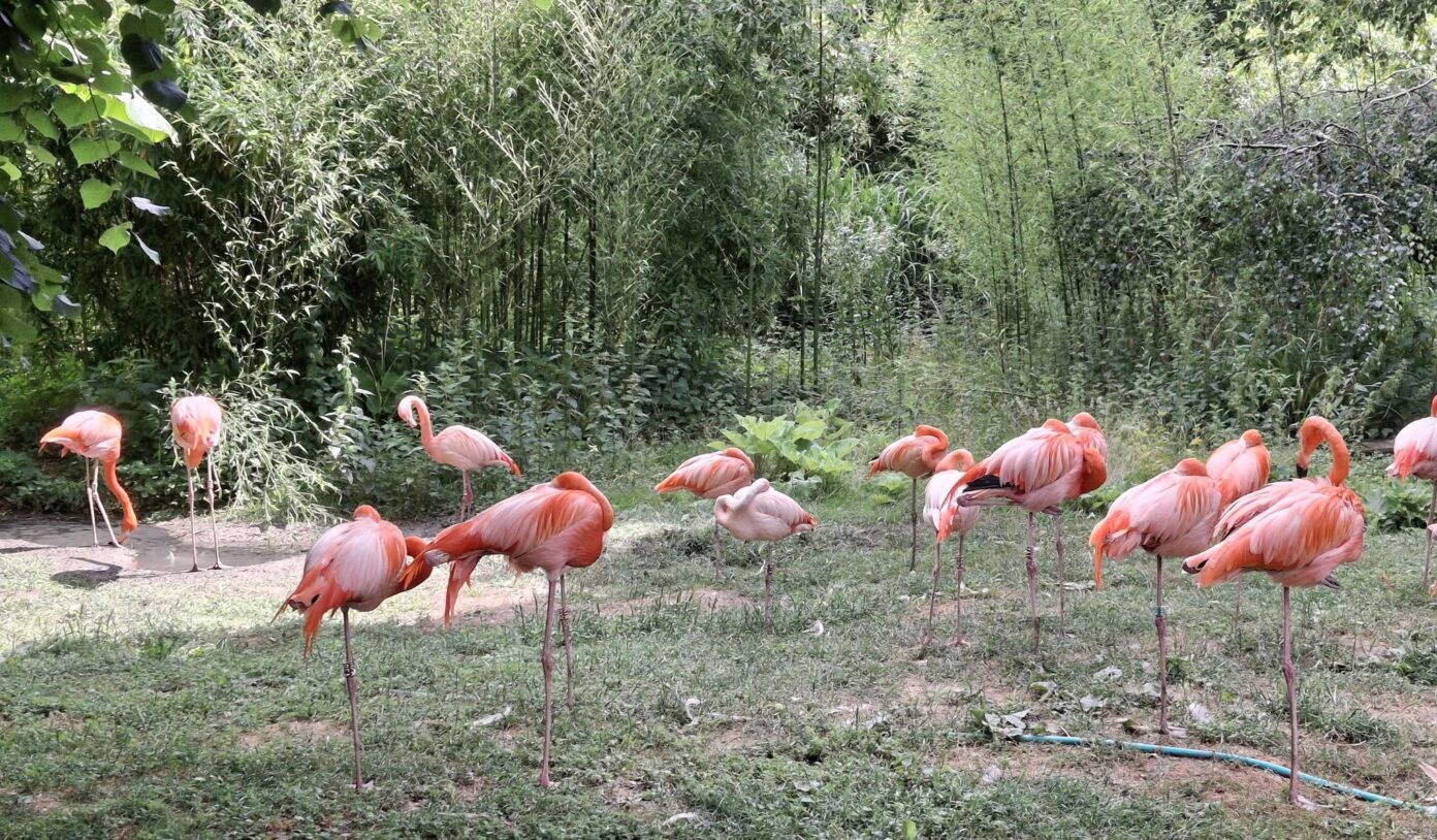 Bâtiment historique de la Ménagerie du Jardin des Plantes