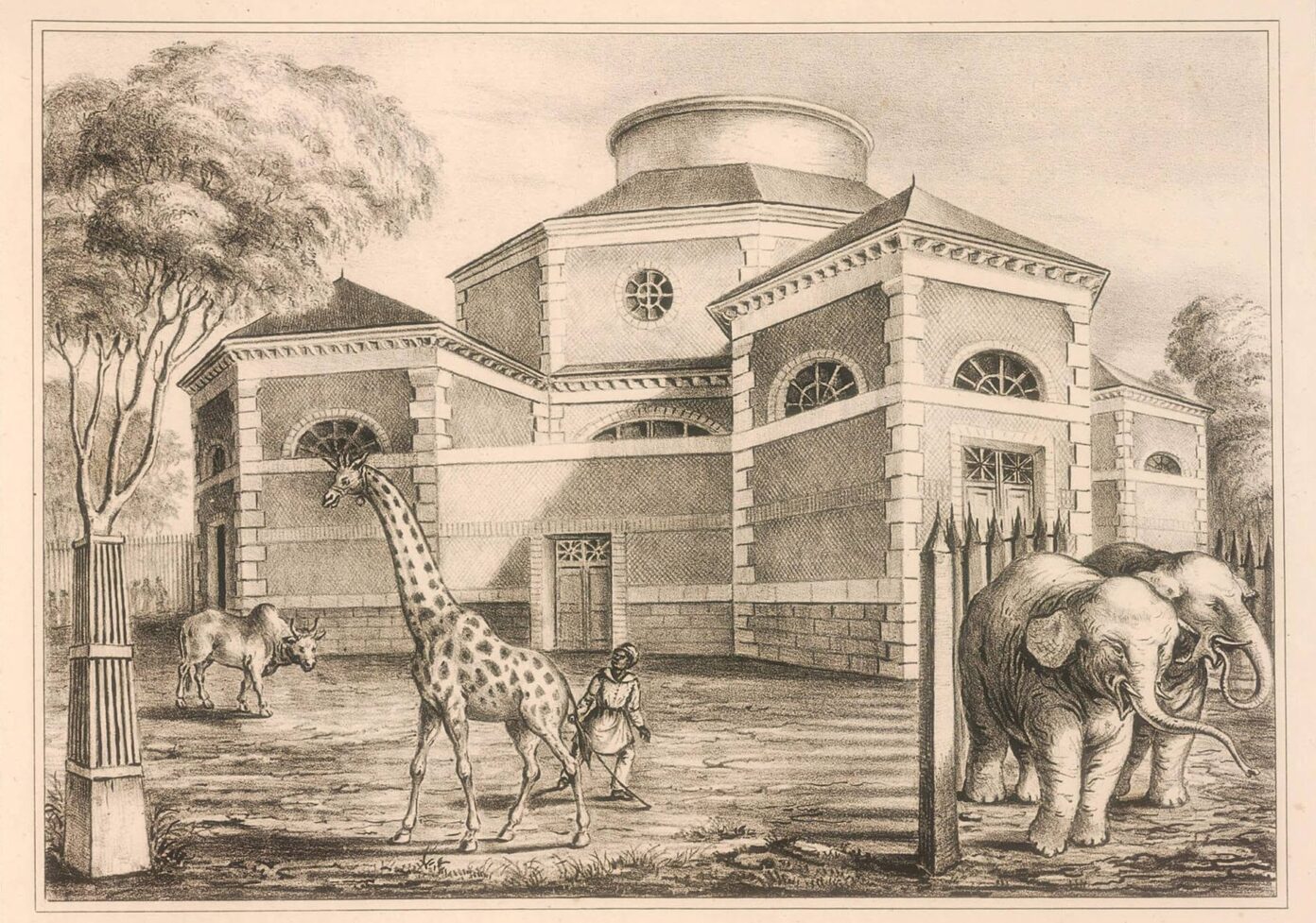 La Ménagerie du Jardin des Plantes au XIXe siècle