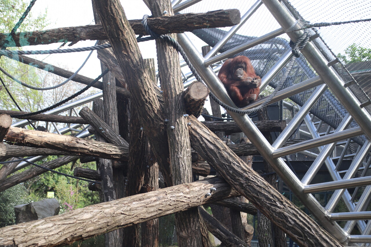 Orang-outan dans le nouvel espace extérieur de la Ménagerie